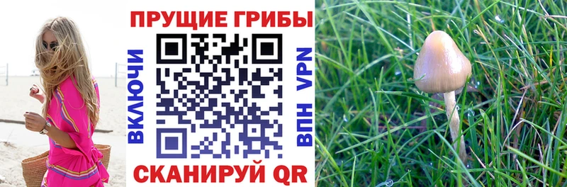 Купить закладки  Кувандык  Галлюциногенные грибы Cubensis 